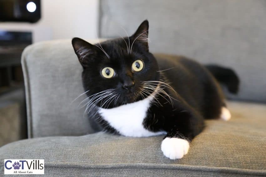 a tuxedo cat with white marking on the chest and paws