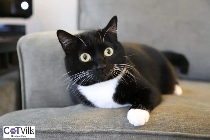 62 Darling Black And White Cat Names For Your Precious Kitty