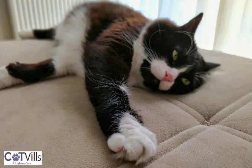 tuxedo cat sleeping on the couch