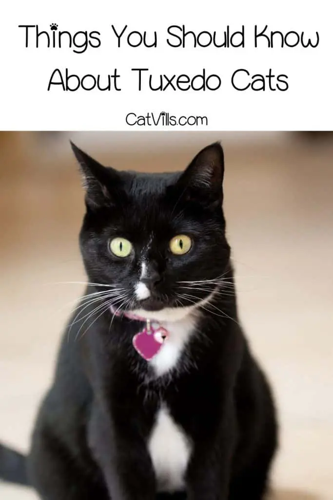 a beatufil tuxedo cat breed with pink heart collar