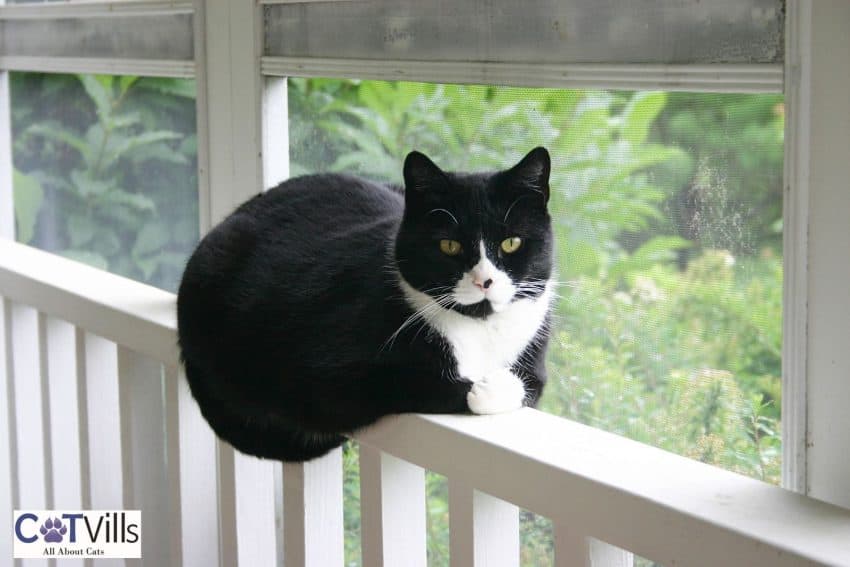 tuxedo cat on beside a glass window