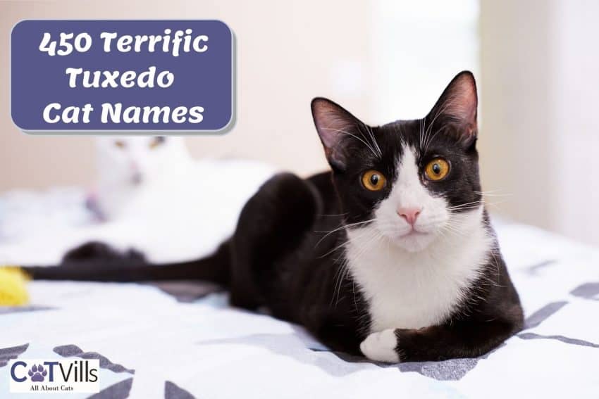 a pretty black and white cat perfect for tuxedo cat names
