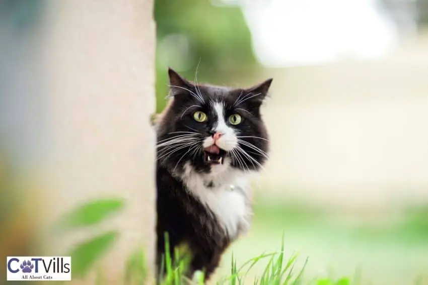 tuxedo cat growling behind the wall