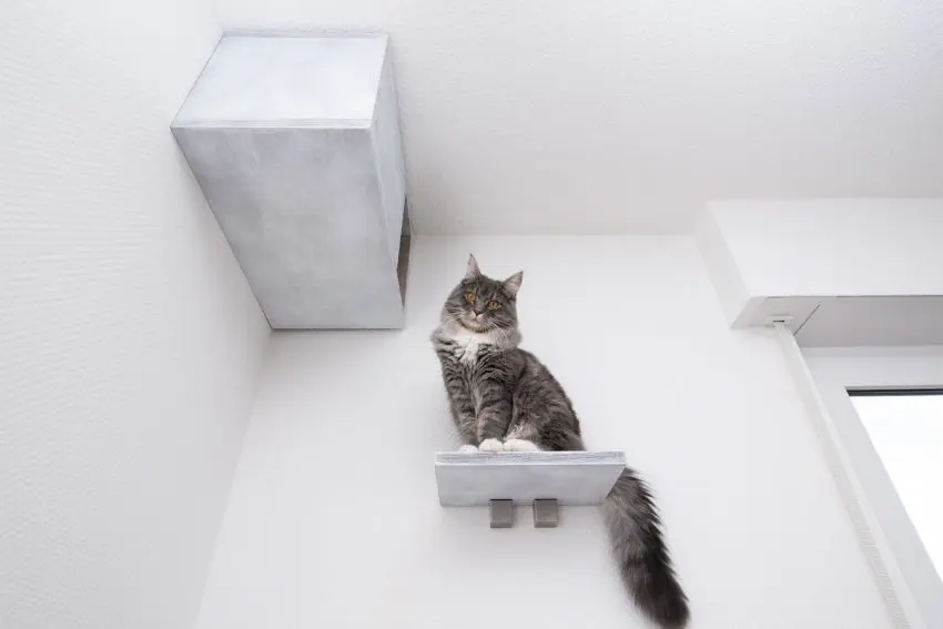 low angle view of a young blue tabby maine coon cat sitting on shelf board of a cat furniture pet cave attached to white wall looking down at camera