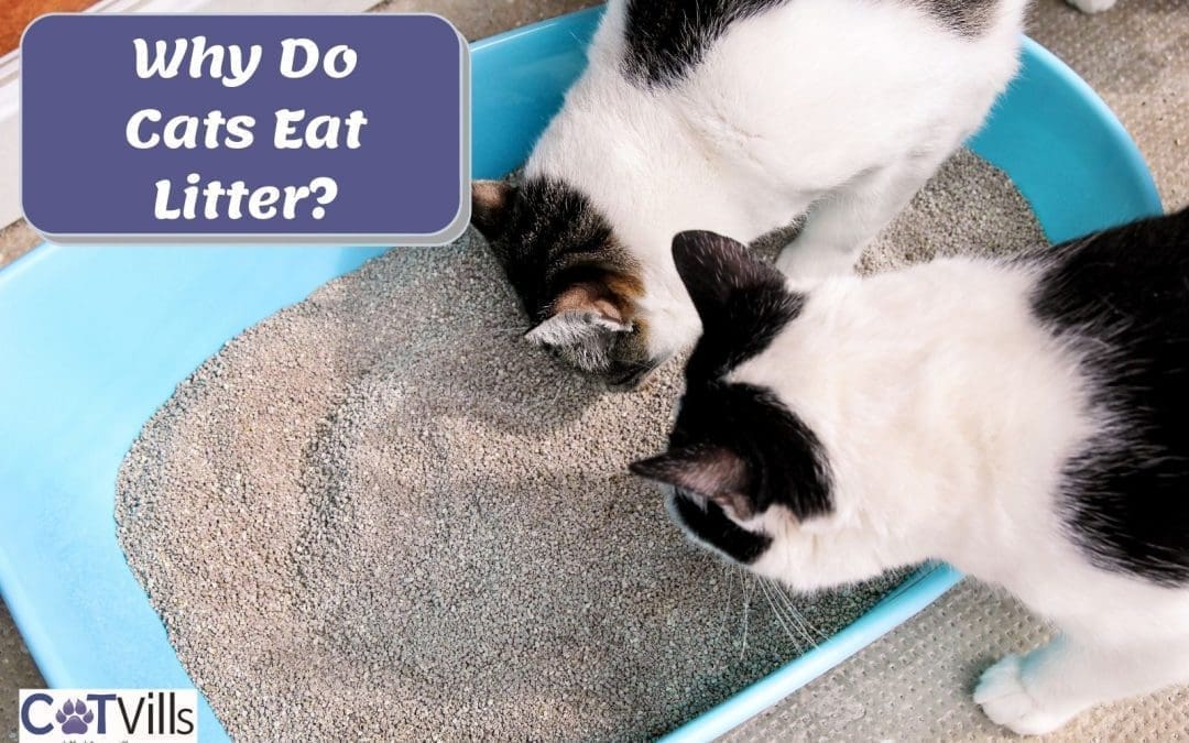 Why is My Cat Eating Litter? (4 Reasons & Solutions)