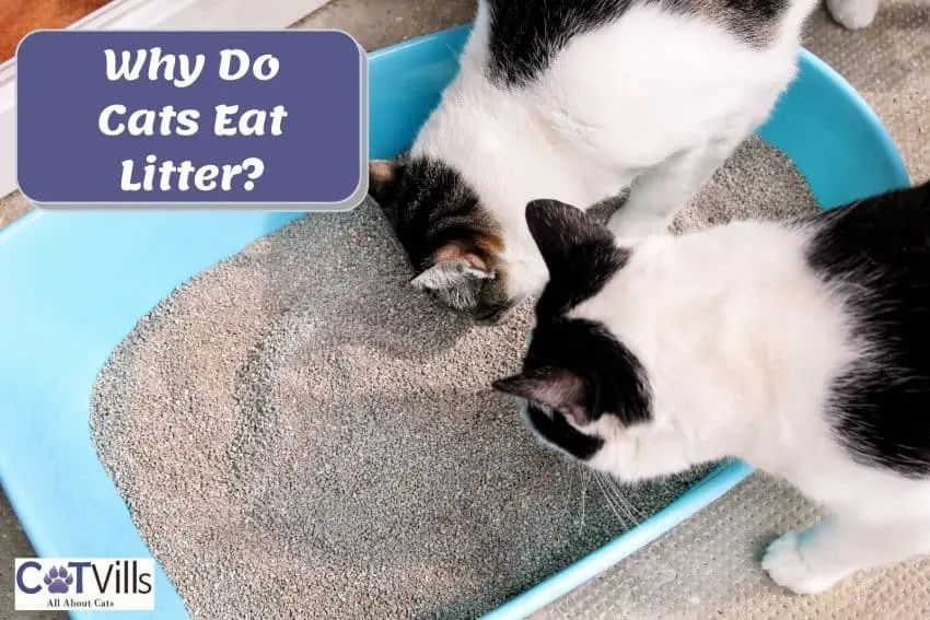 cat eating litter sand