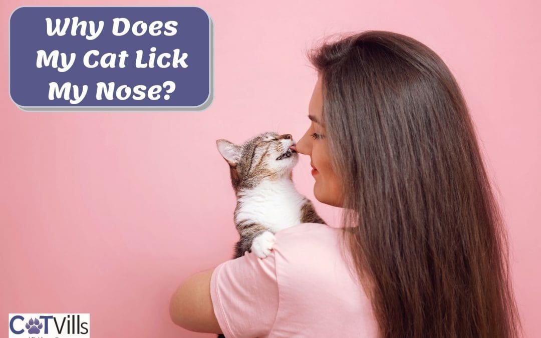 What Does it Mean When a Cat Licks Your Nose?