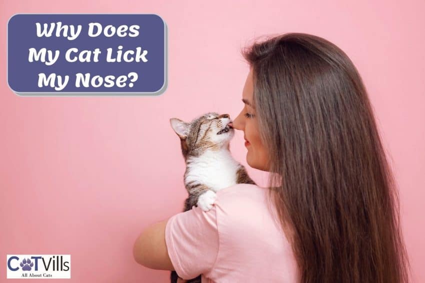 a cute cat licking the lady's nose and might be thinking "why does my cat lick my nose?"