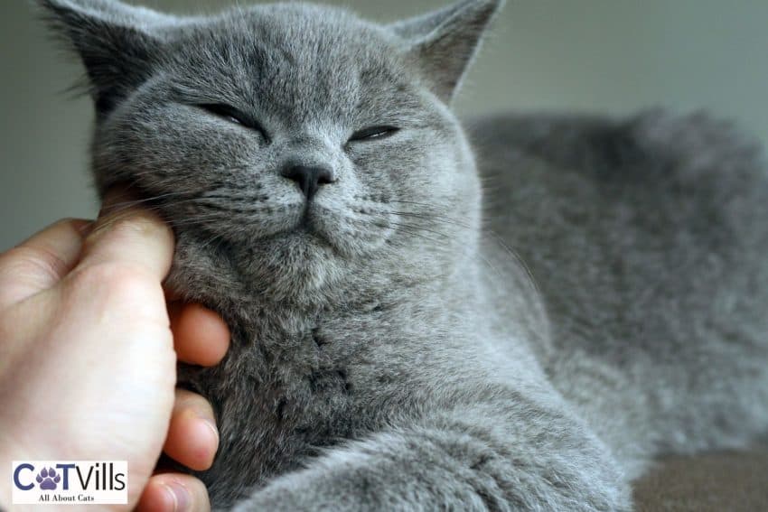 grey cat showing affection
