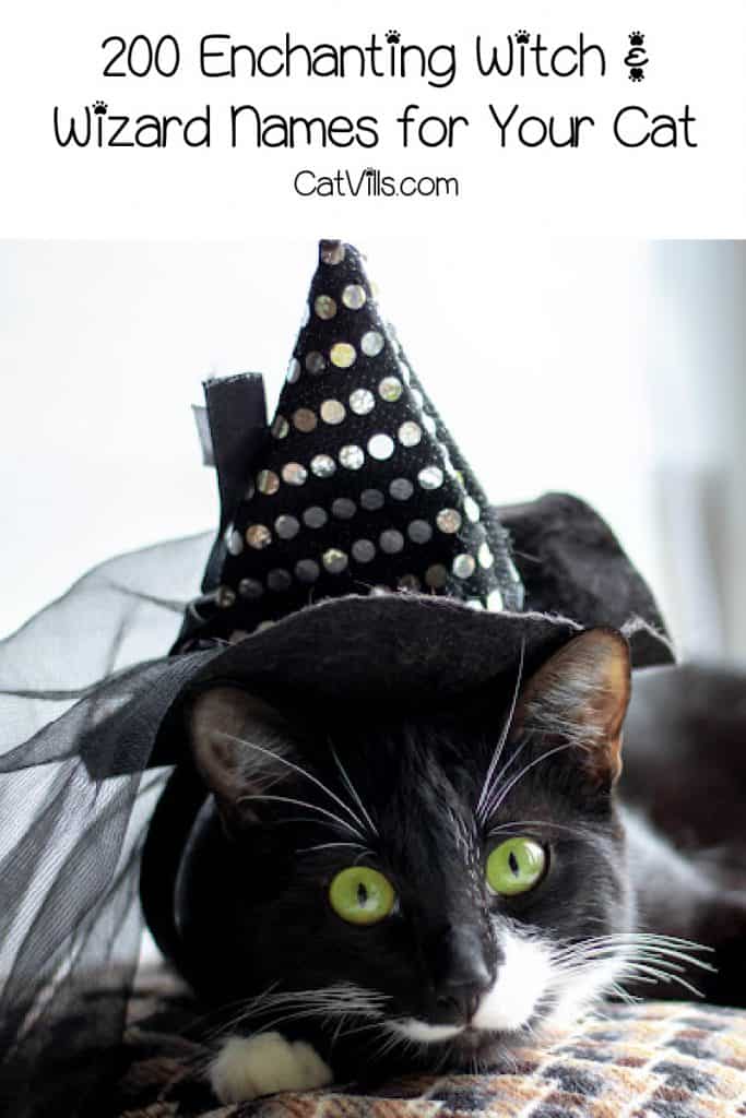 wizard witch cat names