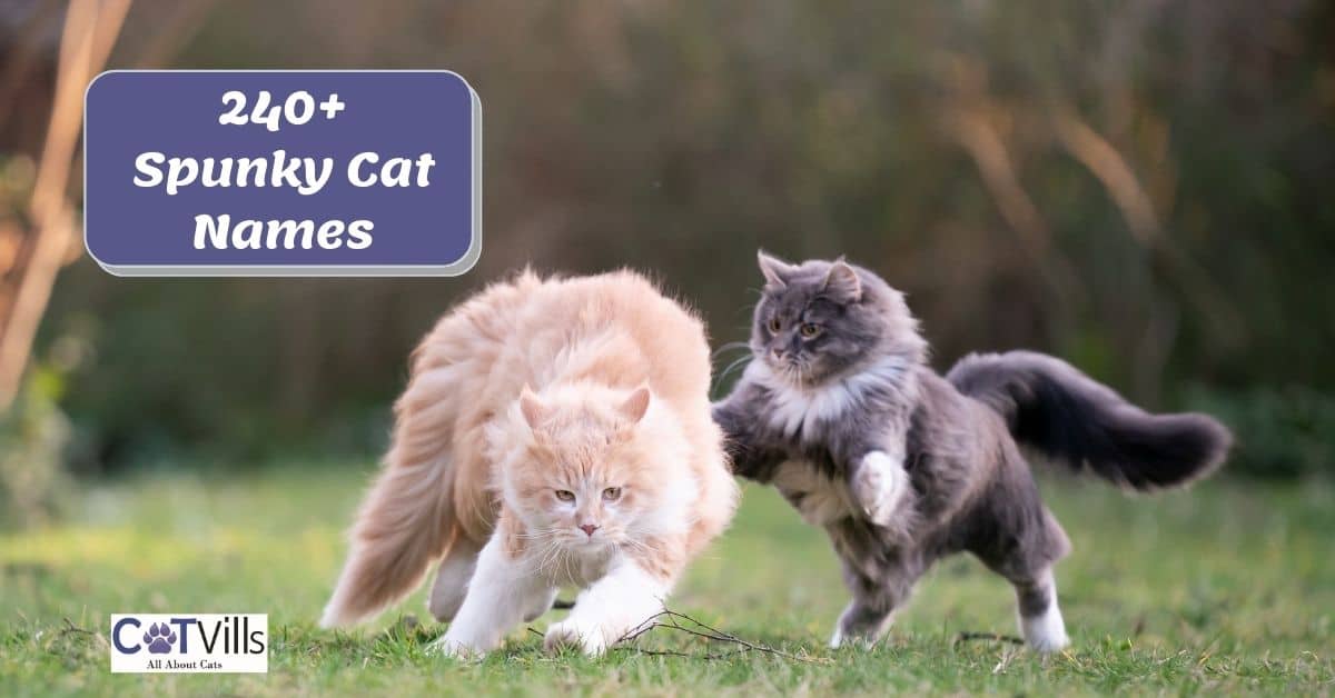 240+ Spunky Cat Names for Your Playful Kitten