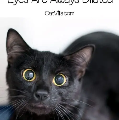 a cute bombay cat with dilated eyes