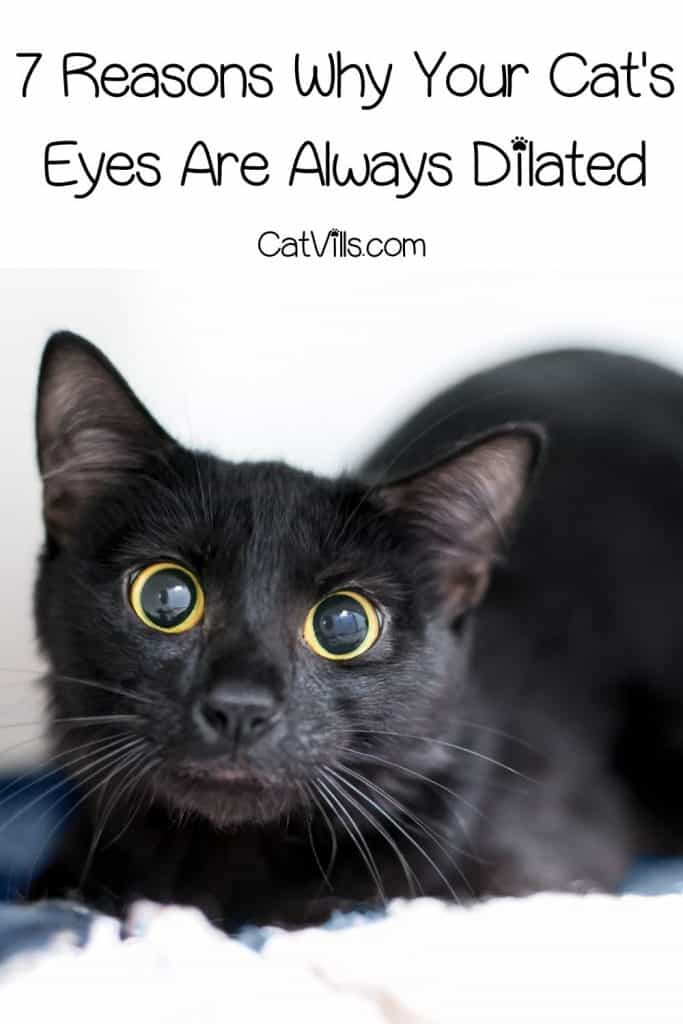 a cute bombay cat with dilated eyes