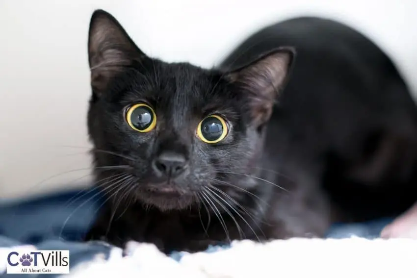 black kitten with dilated eyes