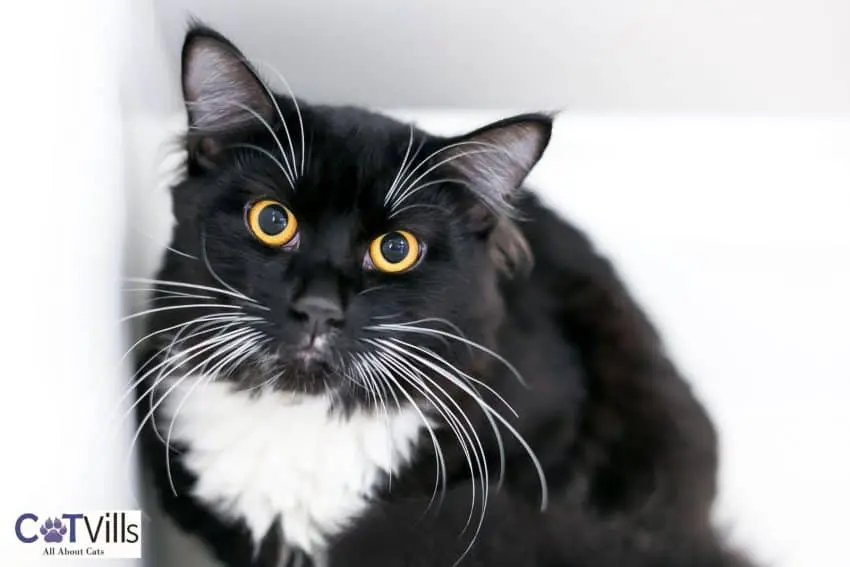 Tuxedo cat with orange dilated eyes