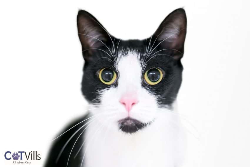 Tuxedo cat with large dilated pupils