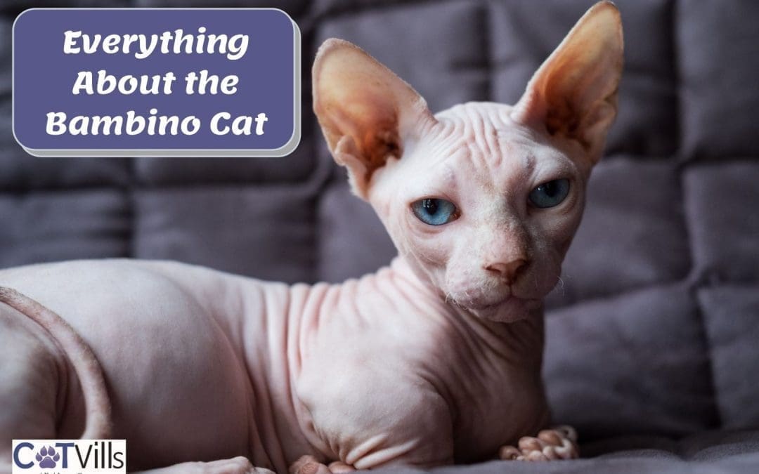 18 Facts You Need To Know About Bambino Cats
