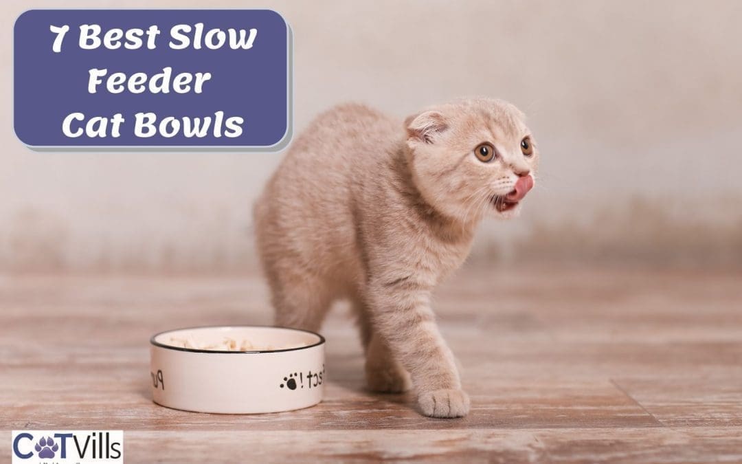 7 Best Slow Feeder Cat Bowls for Healthy and Balanced Eating