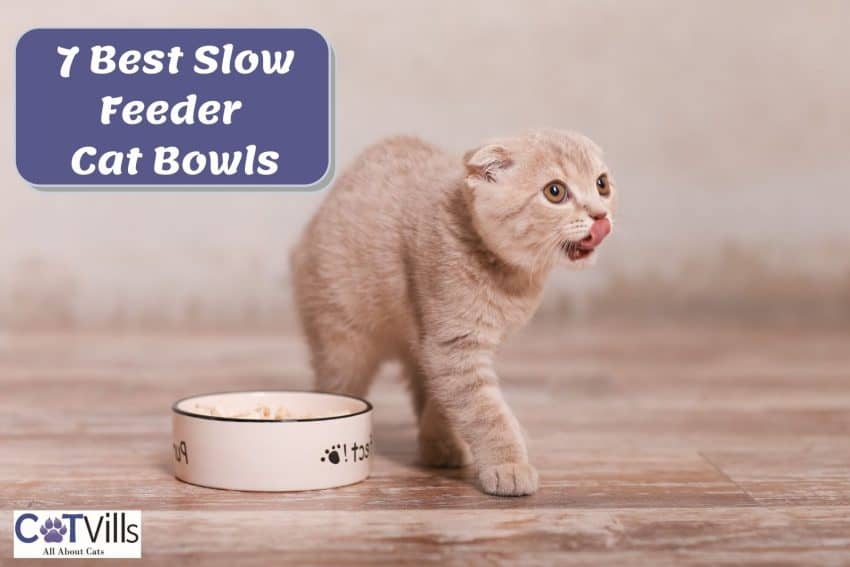 cat eating in his best slow feeder bowls