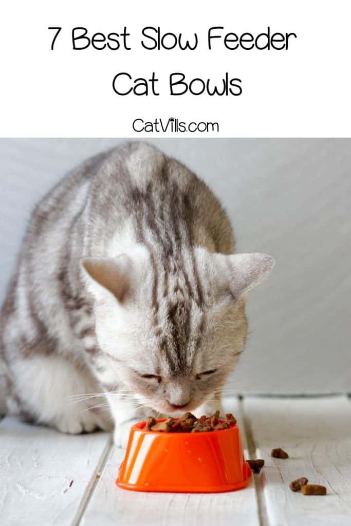 cat eating using best slow feeder bowls
