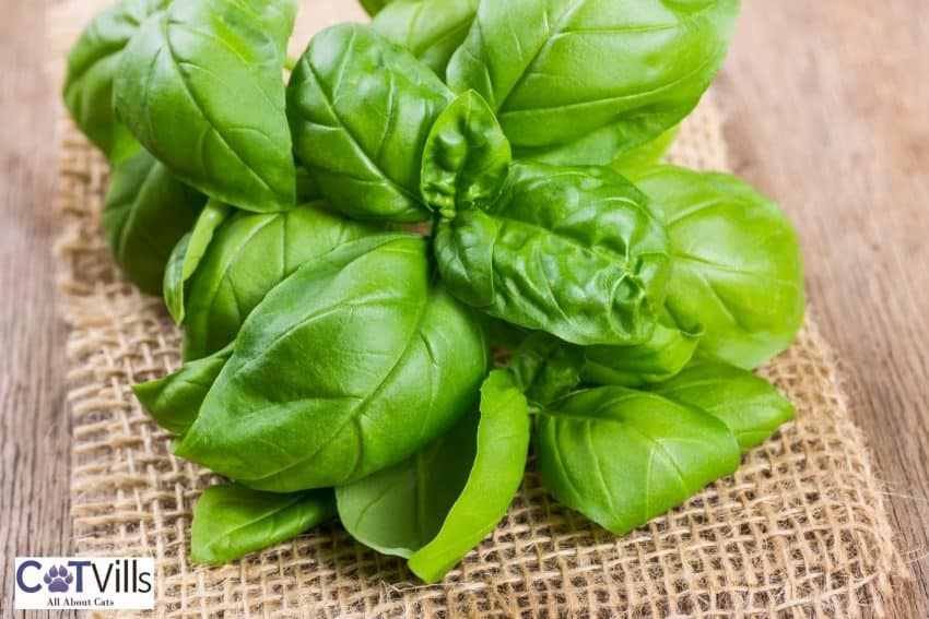 fresh basil