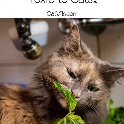 cat smelling a basil: is basil safe for cats?