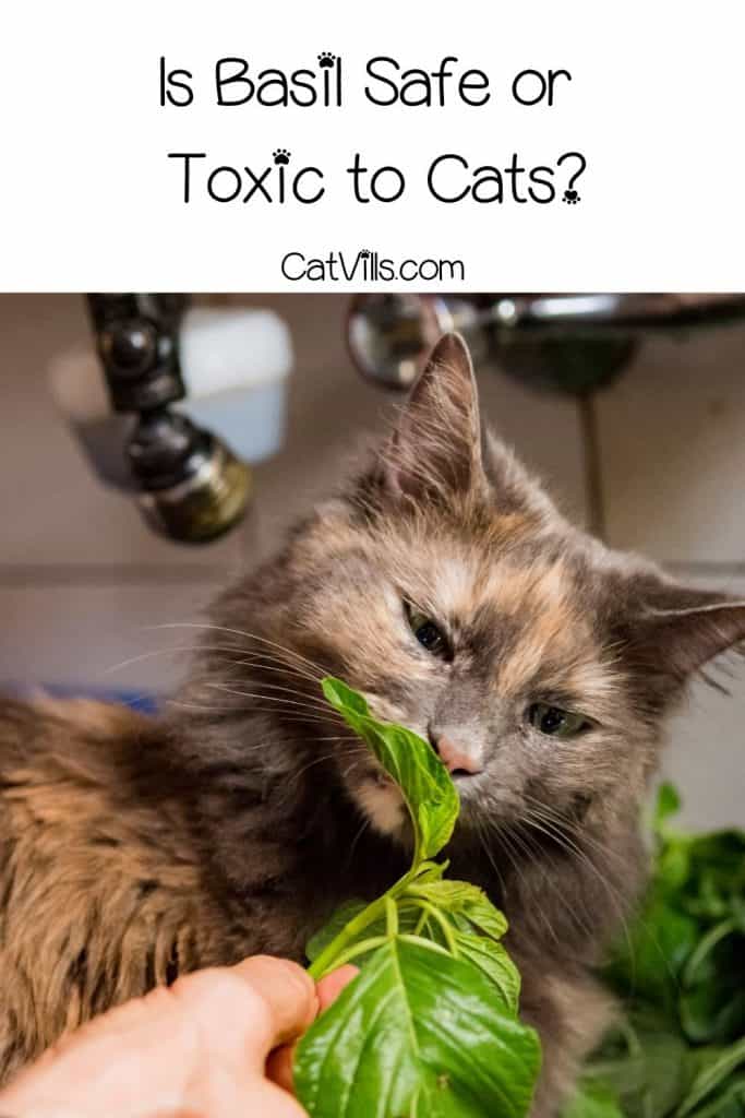 cat smelling a basil: is basil safe for cats?