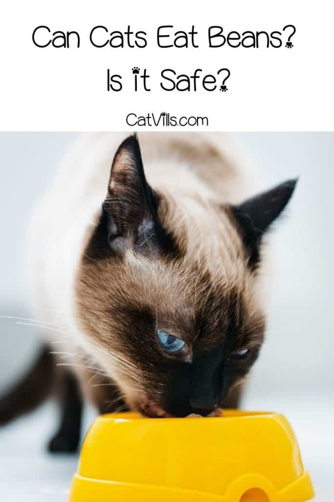 cat eating in his yellow bowl
