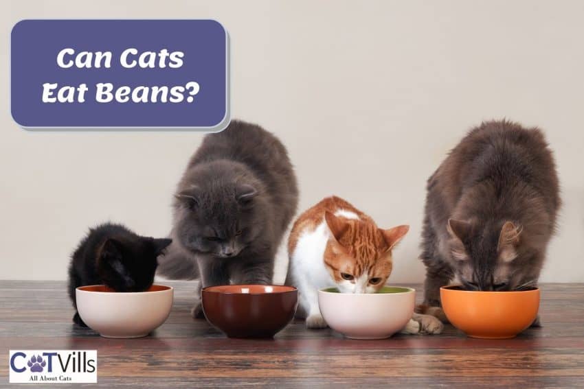 Can Cats Eat Beans? Know the Facts and Risks