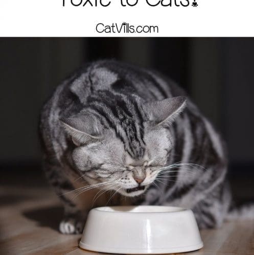 cat eating in his bowl