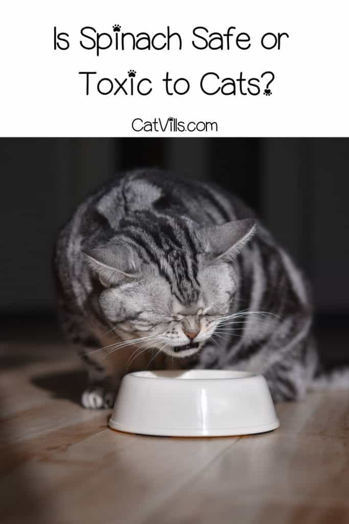 cat eating in his bowl