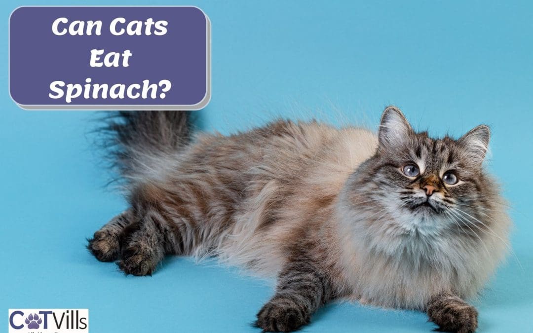 Is Spinach Safe or Bad for Cats?