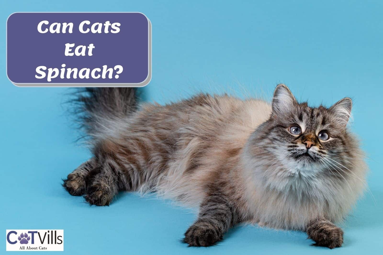 Can cats 2024 eat spinach