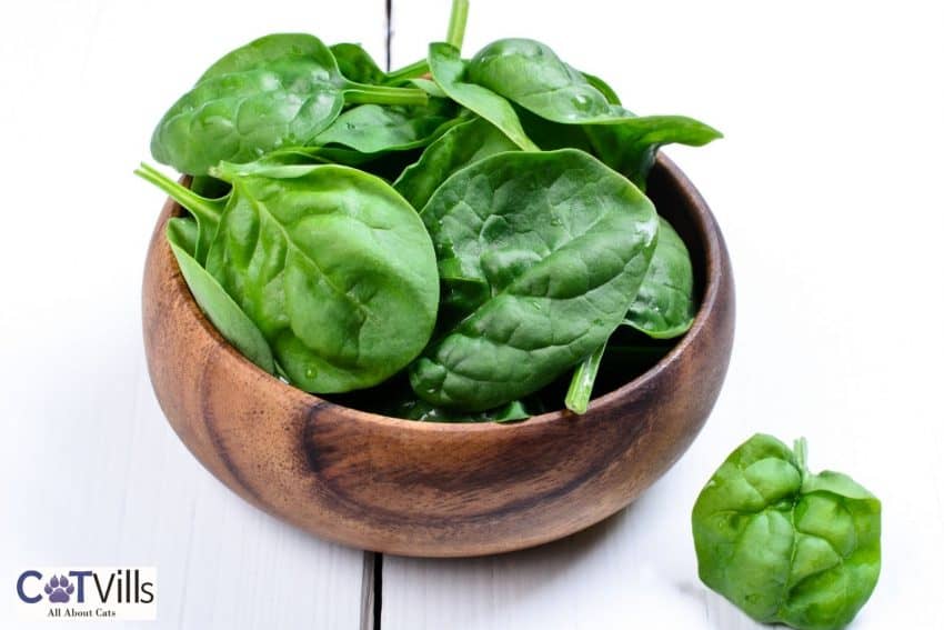bowl filled with fresh spinach