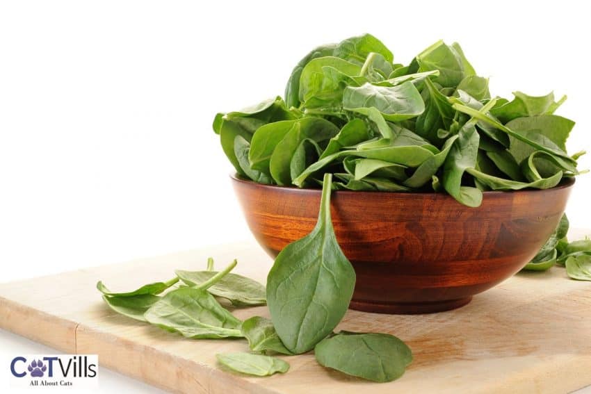 fresh spinach in a wooden bowl: can cats eat spinach?