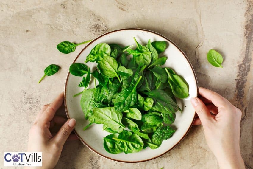 spinach leaves in a ceramic plate