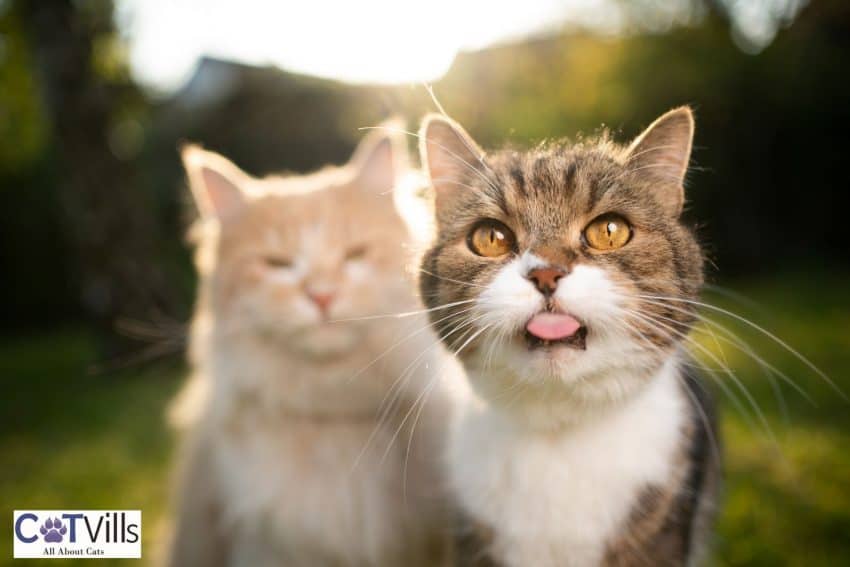 funny cat with his tongue showing