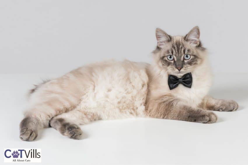 male cat with black bow tie