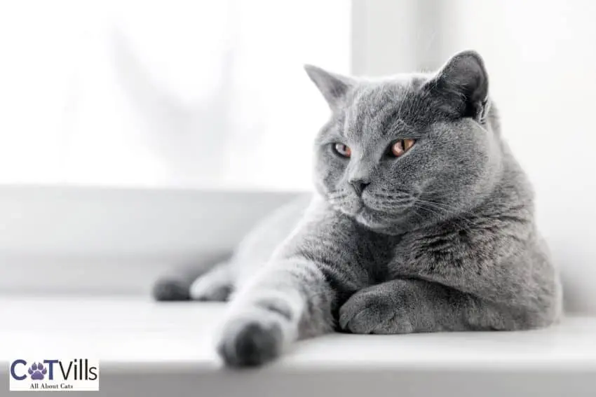 a fluffy grey cat sitting beside the window