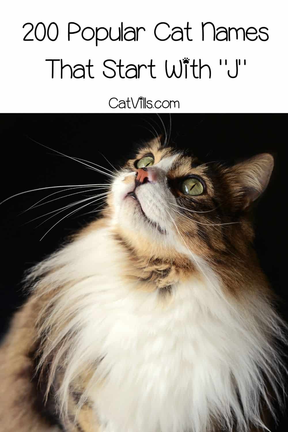 Cat Names That Start With J 200+ Jubilant Ideas for Kitties