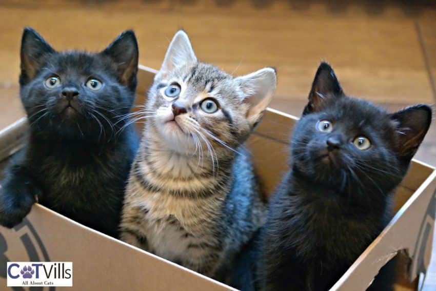 1 tiger kitten and 2 bombay kittens in a box