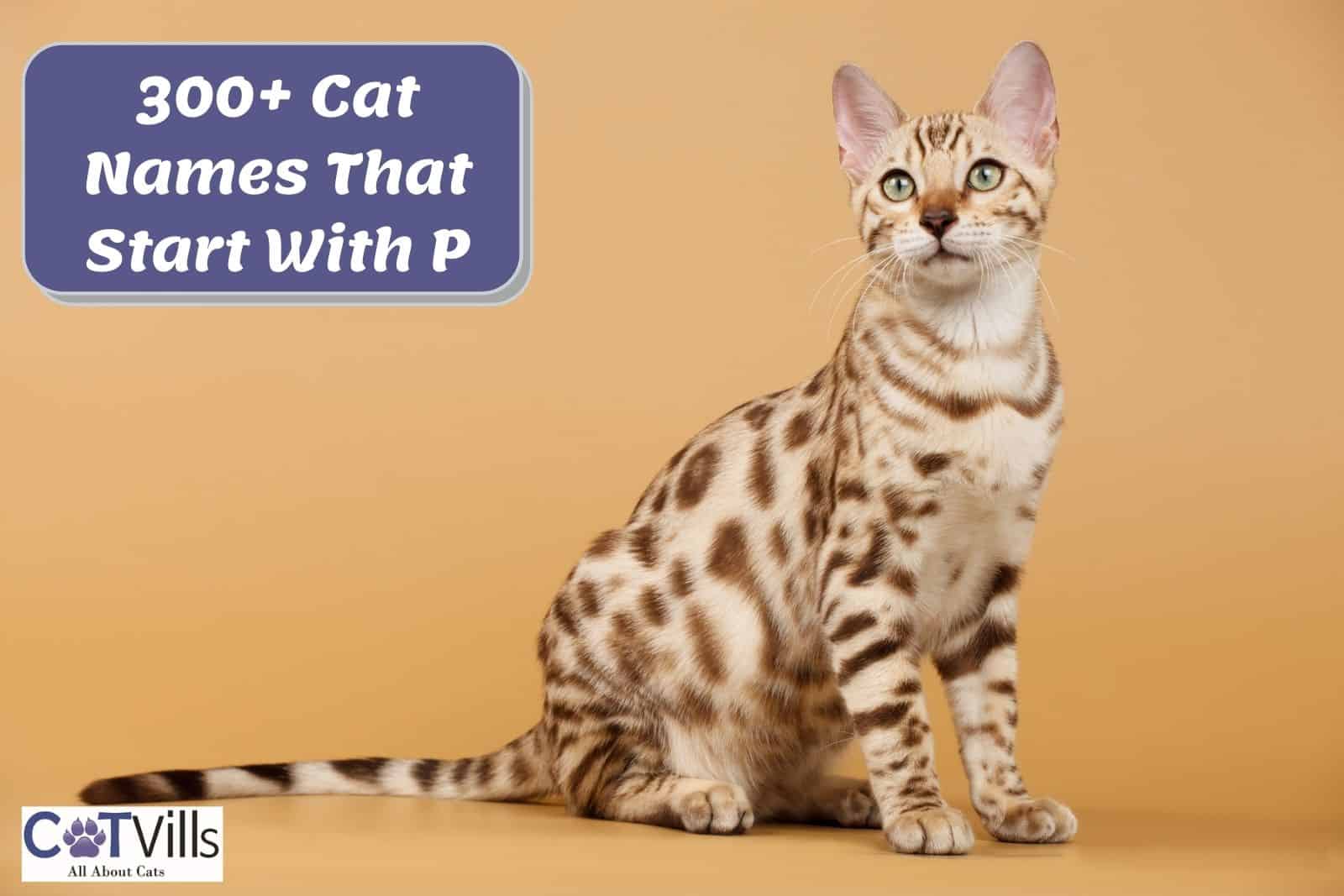 Cat Names that Start With P: 300+ Impressive Ideas