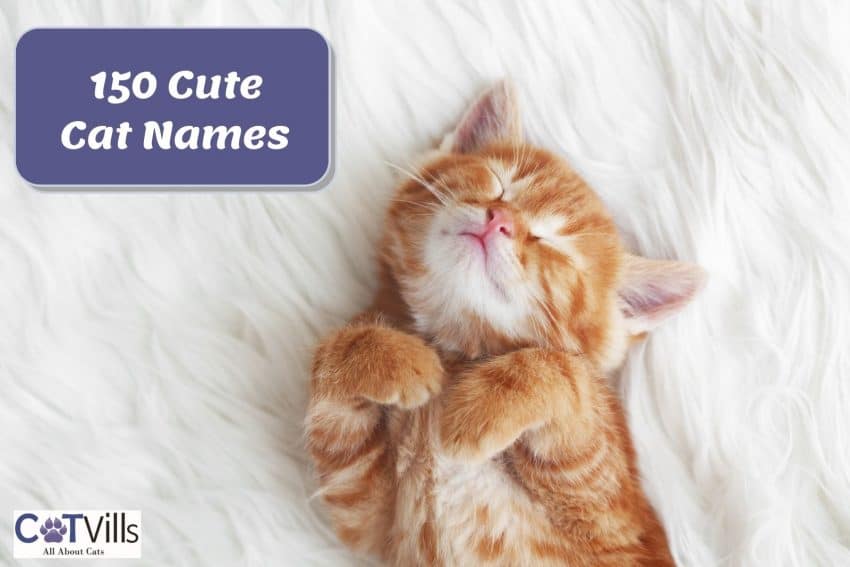 little orange kitten beside "cute cat names" poster