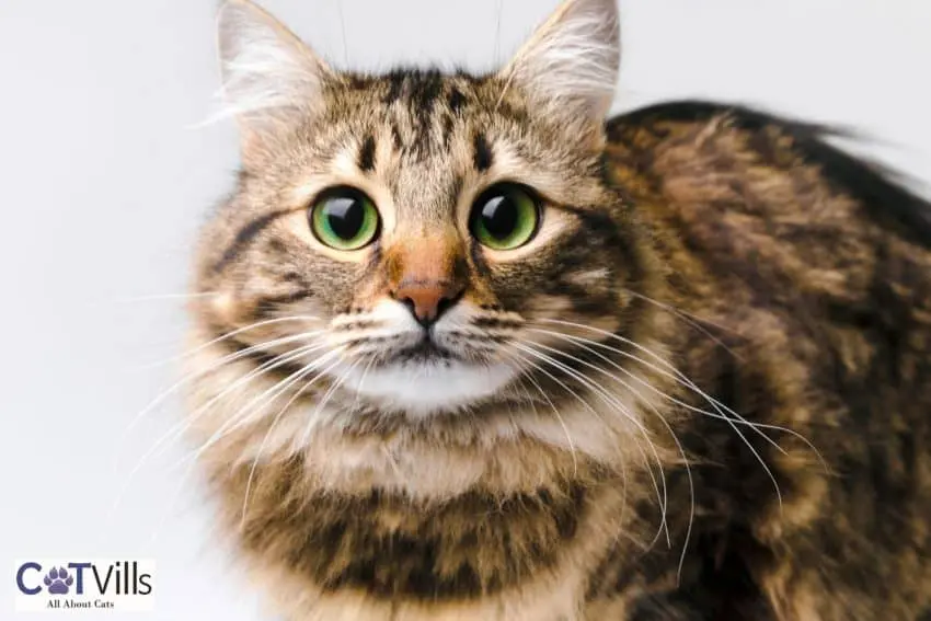 cute Maine coon kitten