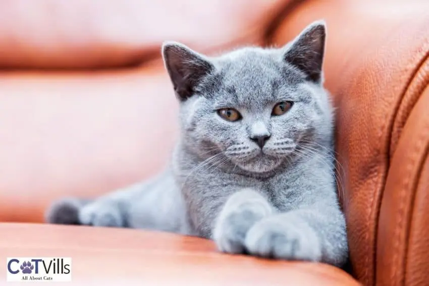 cute british shorthair kitten