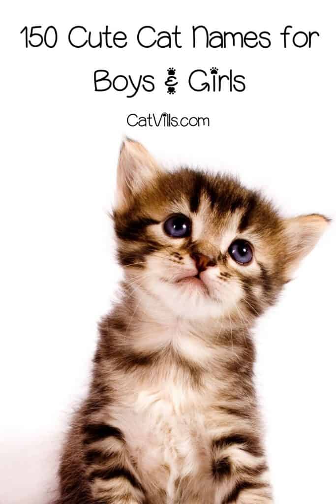 Cute Cat Names for Your Irresistibly Adorable Feline