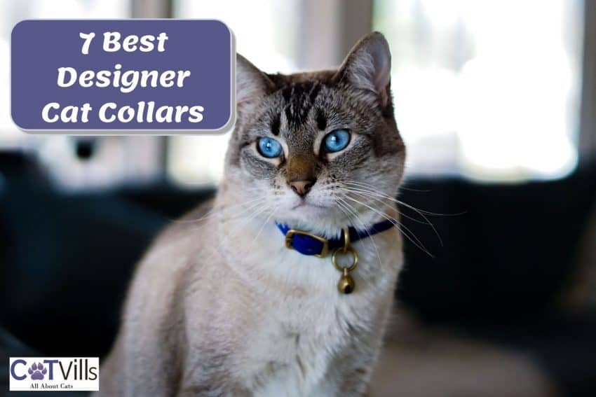 blue-eyed cat using a beautiful designer cat collars