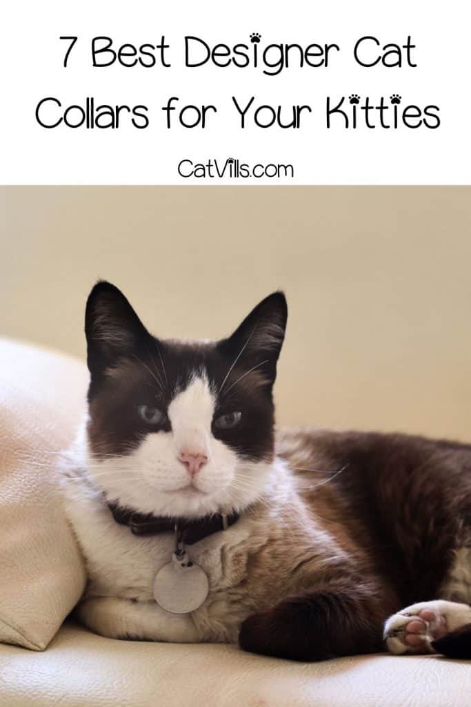 tuxedo cat wearing a designer cat collar