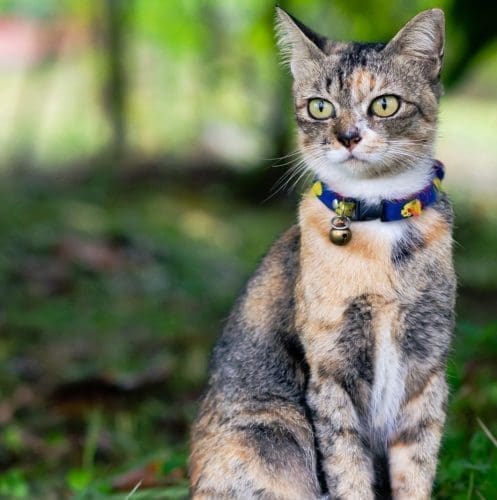 a cute tiger cat wearing a blue cat collar