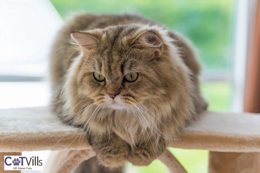 persian tabby cat